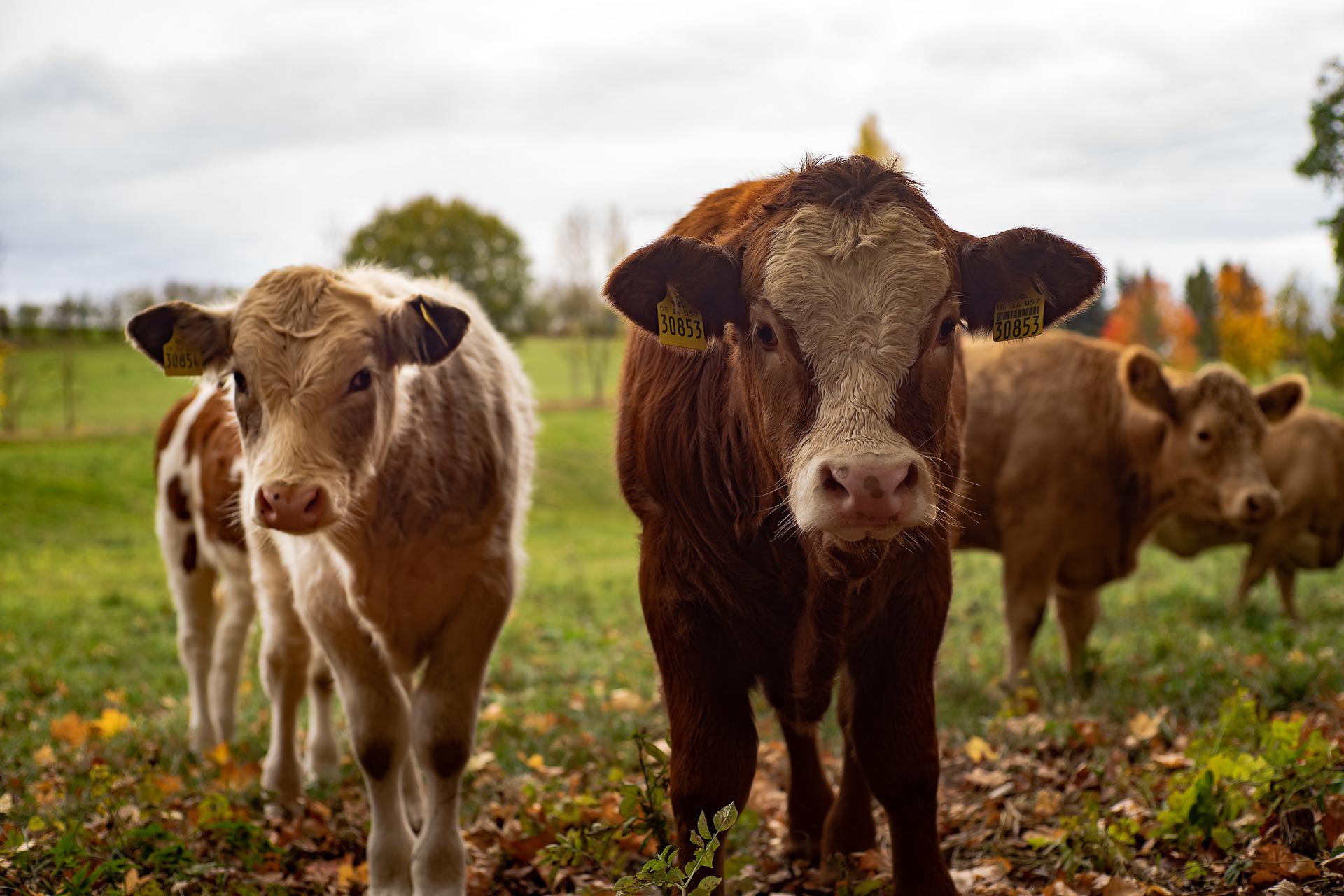 cows nutriments